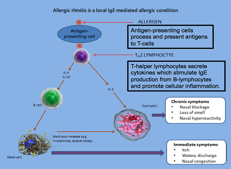 Allergic rhinitis is a local IgE mediated allergic condition