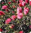 Bottlebrush