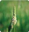 Canary Grass